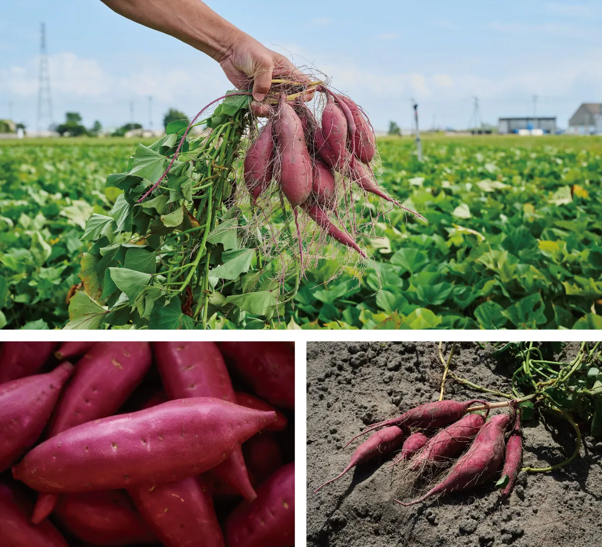 芋・畑の写真